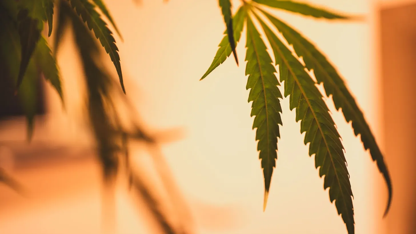 What is CBG? The minor hemp cannabinoid gaining ground in 2026, GummyGurl